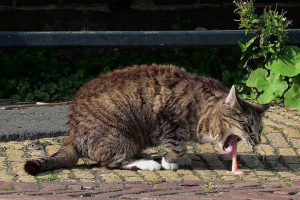 Блювота жовчі на кішці - що робити? Блювота жовчі на кішці - що робити?